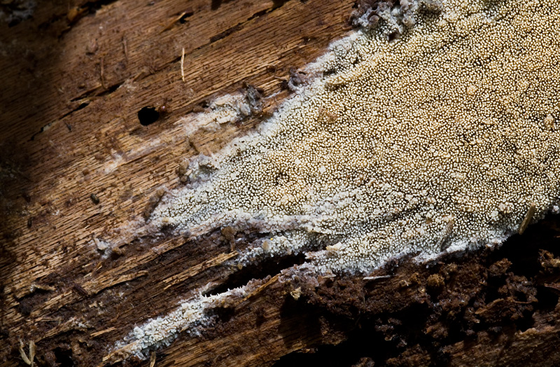 Phlebia aurea